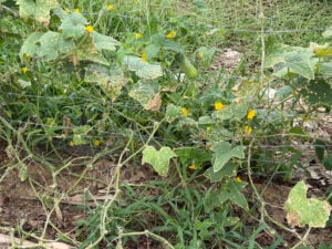 cucumbers about done producing