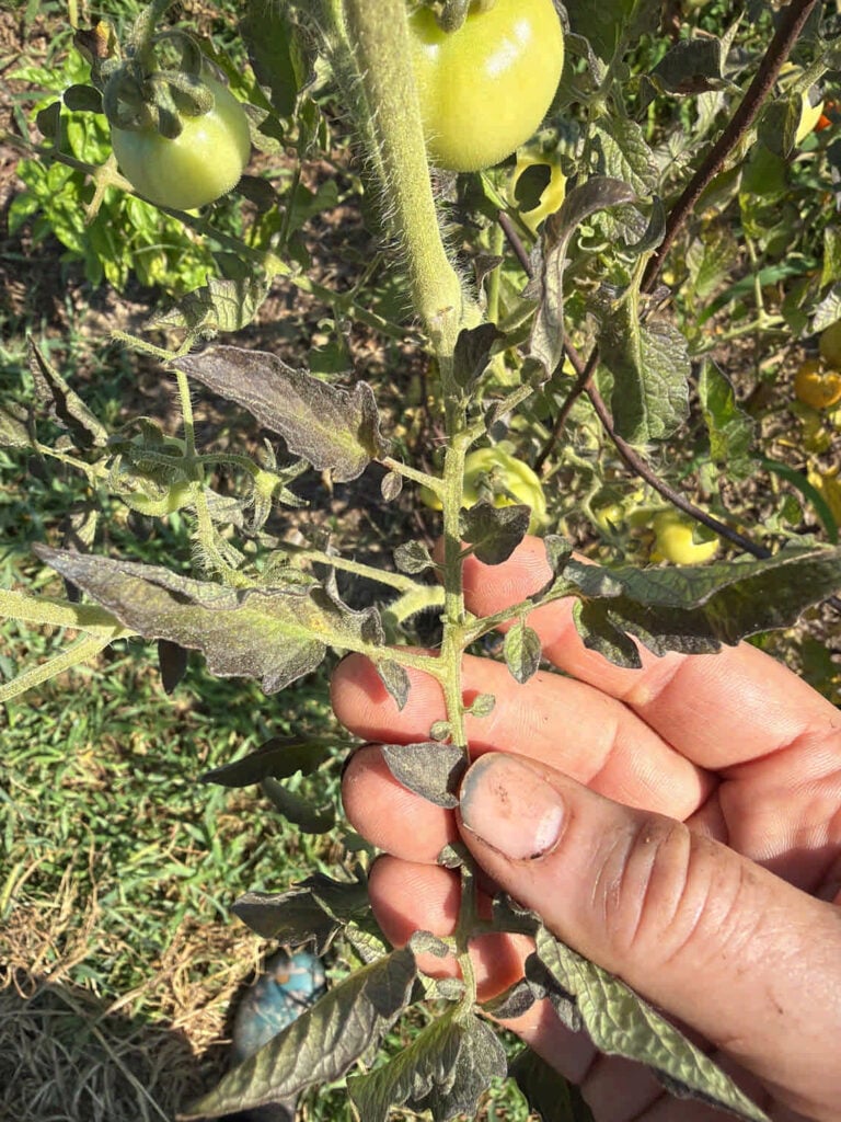 Possible Phosphorus deficiency