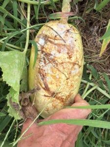Bottom of the spaghetti squash was rotten