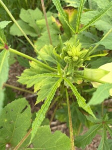 Something is eating my okra leaves