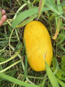 Spaghetti squash Ready to pick