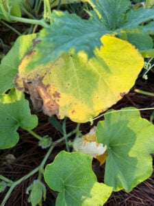 Squash Disease