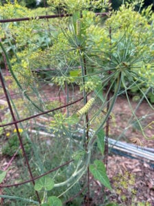 Swallowtail Butterfly munching dill