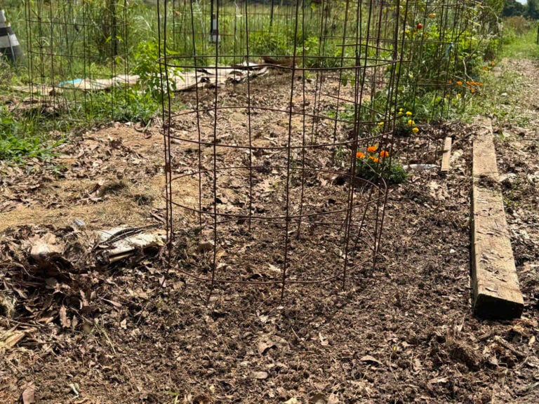 Another photo showing what the tomato holes look like after weeding