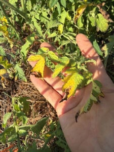 Tomato Disease