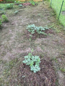 Watermelon row where I used weed whacker to prepared for cardboard.