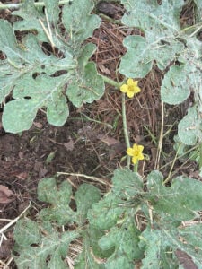 Watermelon starting to flower.