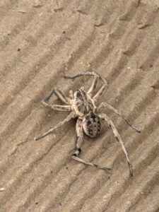 Wolf Spider