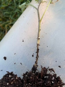 a view showing steam and root ball
