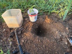 Tomato hole and tomato ready to go in the hole