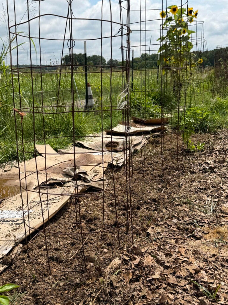 showing where my new tomatoes will go.