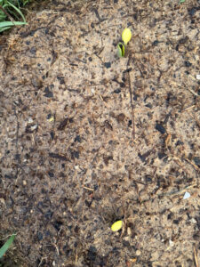 Yellow Squash Germinating