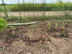 zinnias transplanted