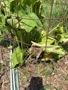 Zucchini stress from 100F and 1 1/2 inches of rain.