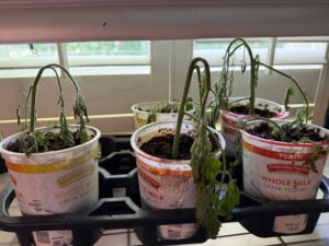 Day 2 Droopy Tomato Suckers
