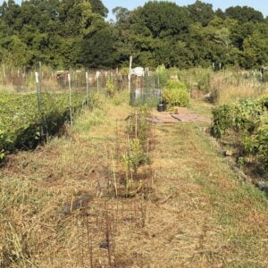Blueberry and Strawberry weeded