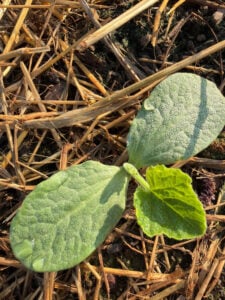 Butternut Squash Germinated