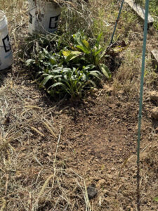 Calendula Pocket 1' x 1' planting