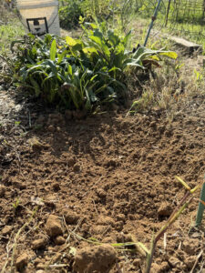 tilled soil that will be for the calendula pocket next to shasta daisies