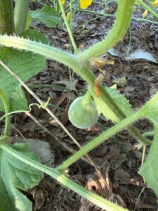 Cantaloupe growing on the okra