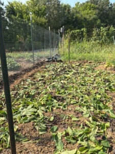 Chopped Bocking 14 drying on fall bed
