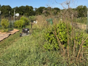 A Closeup of Mowing the Summer and Zucchini Beds With Dill Pockets