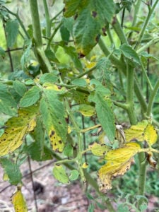 Tomato with disease pressure