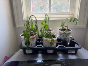 Day 1 potted tomato suckers