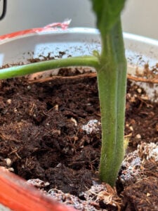 Day 3 showing small growth on tomato sucker
