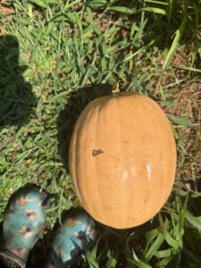Ripe Dickinson Pumpkin