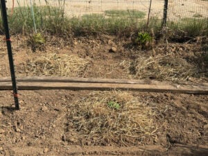Dill bed along the fence is two bocking 14 plants (sterile comfrey) in front of them are the butternut squash and two pieces of wood I used for walking on and in the center yellow squash transplant.
