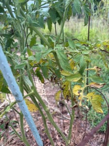 Tomato plant with disease pressure
