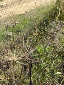 Dried Dill next to the dill bed