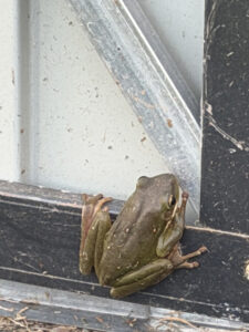 Freddy the frog on my shed door