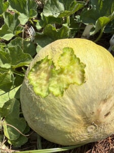 Cantaloupe in the garden gnawed on by an animal