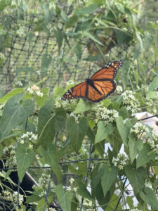 Monarch sipping on vine nectar