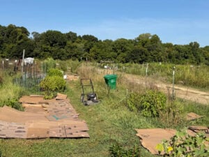 Mowing the Summer and Zucchini Beds With Dill Pockets