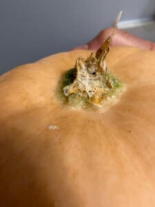 Dickinson Pumpkin closeup of the stem showing corking.