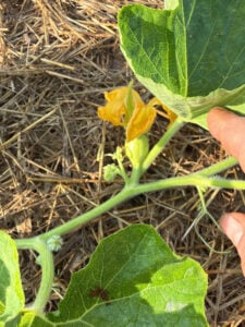 Pumpkin growing