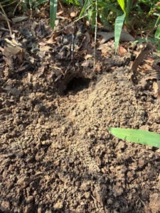 Rat hole
