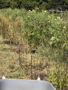 Weeds cleared out of the tomatillos cages