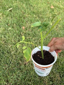 Tomato Sucker 1 ready to plant