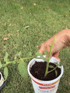 Tomato Sucker 2 ready to plant