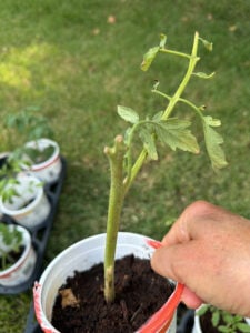 Tomato Sucker 3 ready to plant