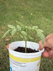 Tomato suck 4 ready to plant