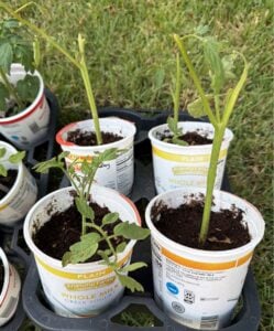tomato suckers ready to plant group photo