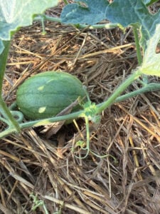 Watermelon Growing