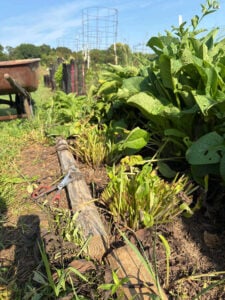 Trimming okra