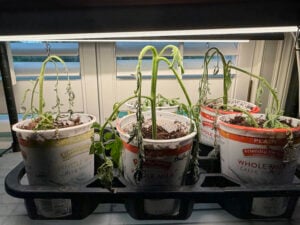 Day 3 of the tomato suckers