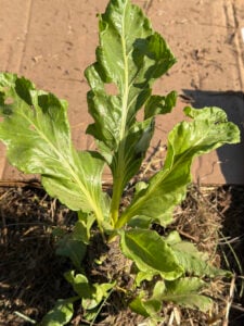 Closeup of Swiss Chard